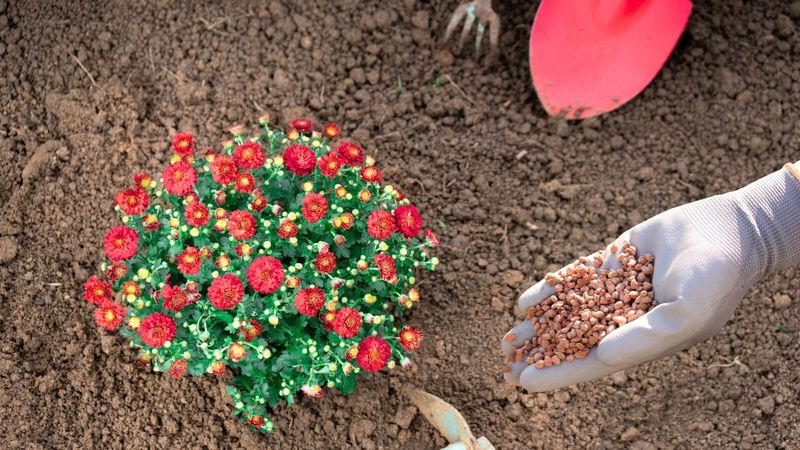 Excess Nitrogen in Fertilizer