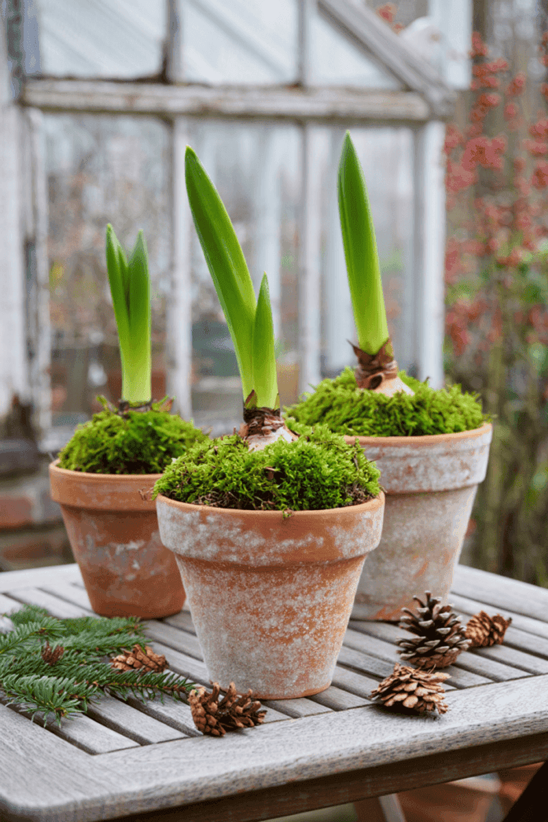 Support the bulb through months of active growth