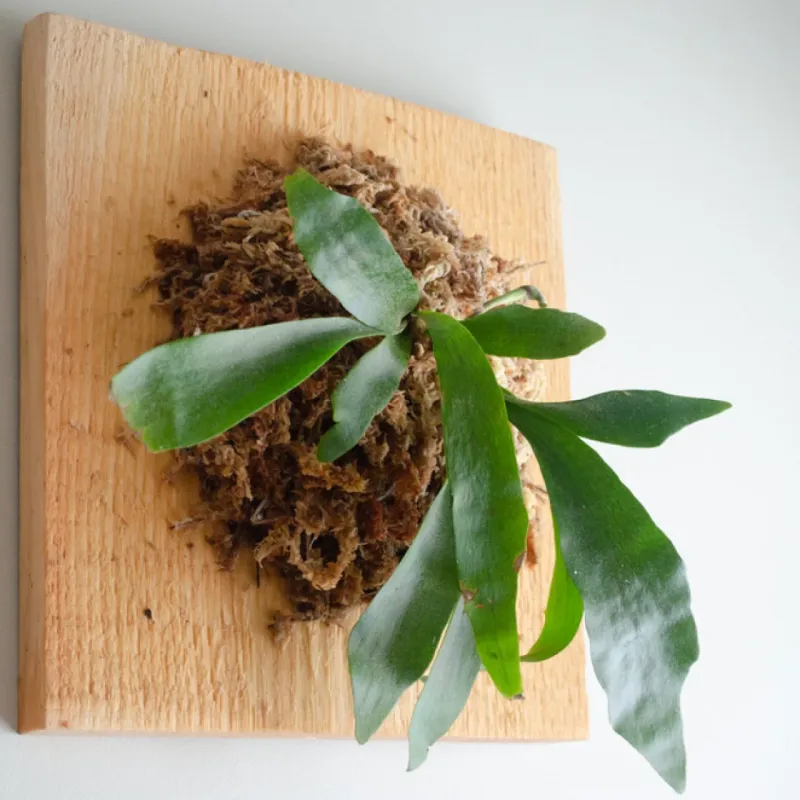 A staghorn needs a support surface, not ordinary ground soil