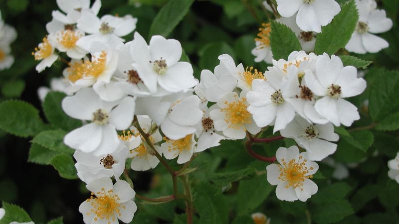 Multiflora Rose (Rosa multiflora)