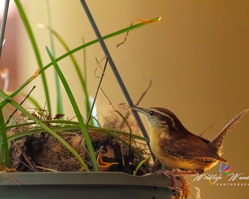 What the planter offers a hungry Carolina Wren