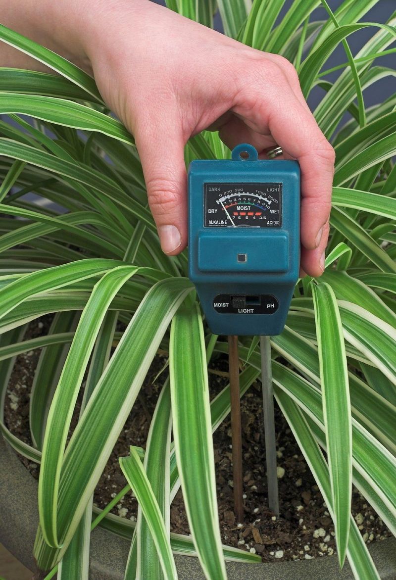 Check the root zone before you reach for the hose