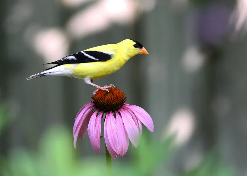 American Goldfinch