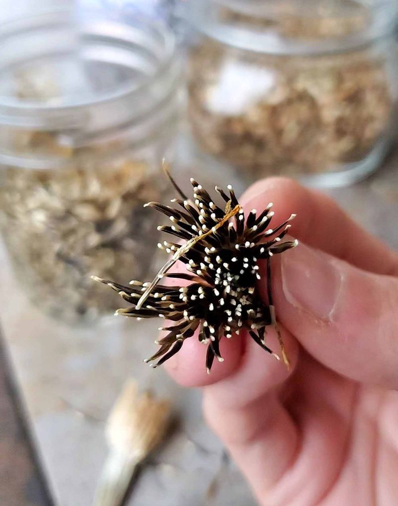 Finish drying the heads, then separate the seed