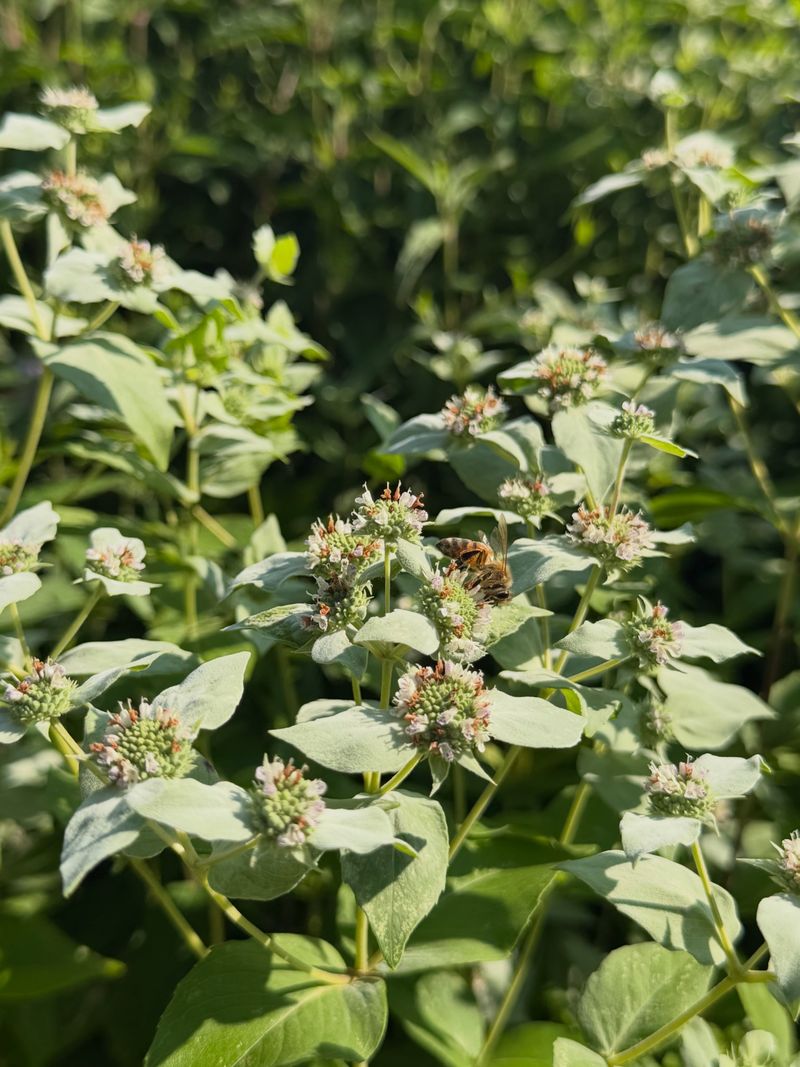 Choose the right mountain mint and set realistic expectations