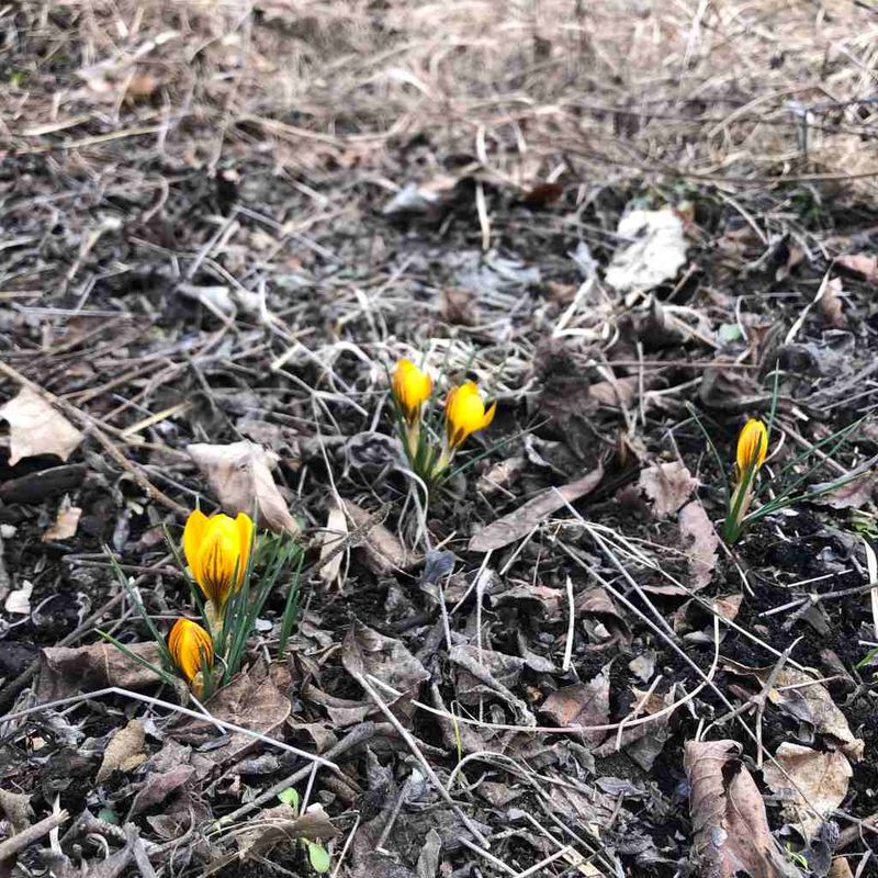Thin the cover as spring returns