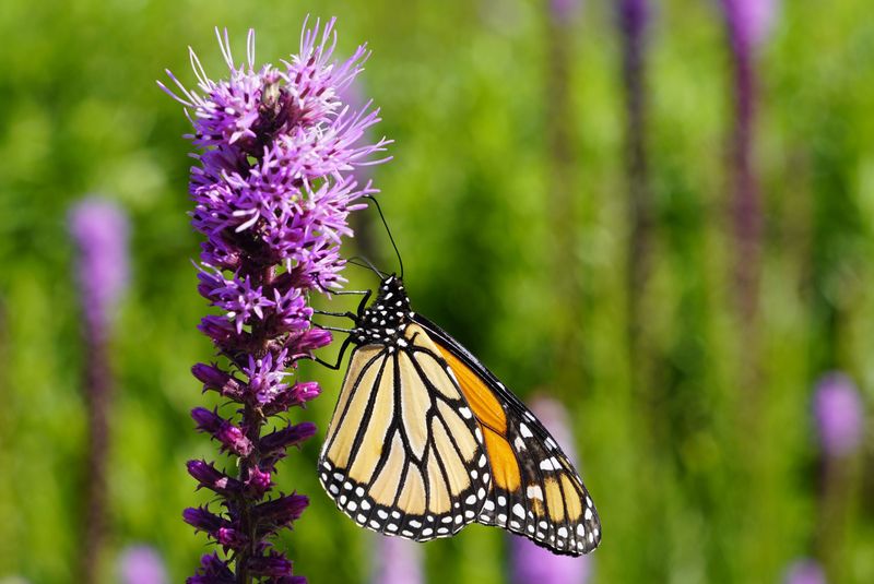 Blazing Star (Liatris spicata)