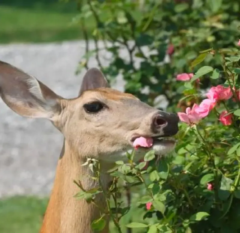 Deter Pests Like Deer