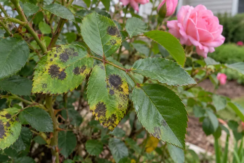 Skip heavy fall pruning and target disease cleanup