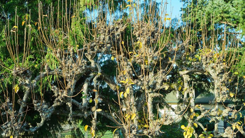 Leaving Water Sprouts Unchecked