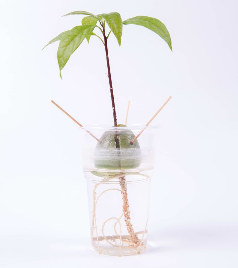 Avocado Pit
