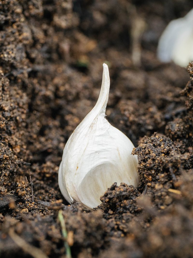 Save the Biggest Cloves for the Ground