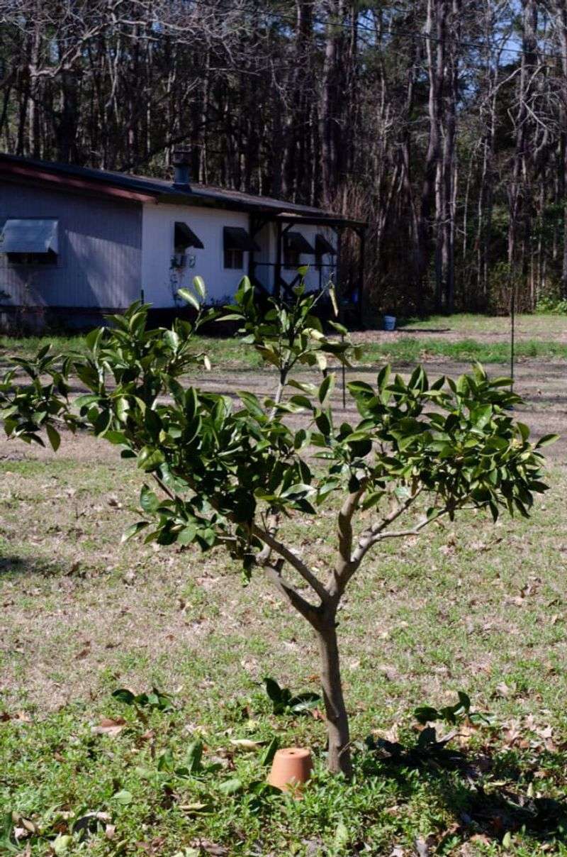 Check Other Causes of Poor Fruiting