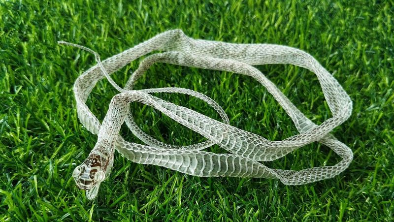 Shed Snake Skins