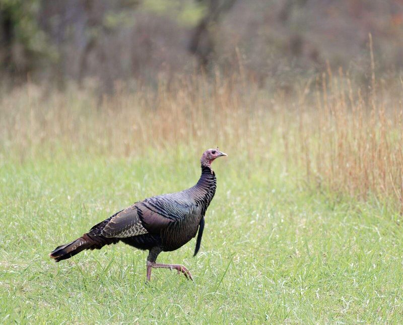 A turkey visit is a clue, not a yard-health certificate