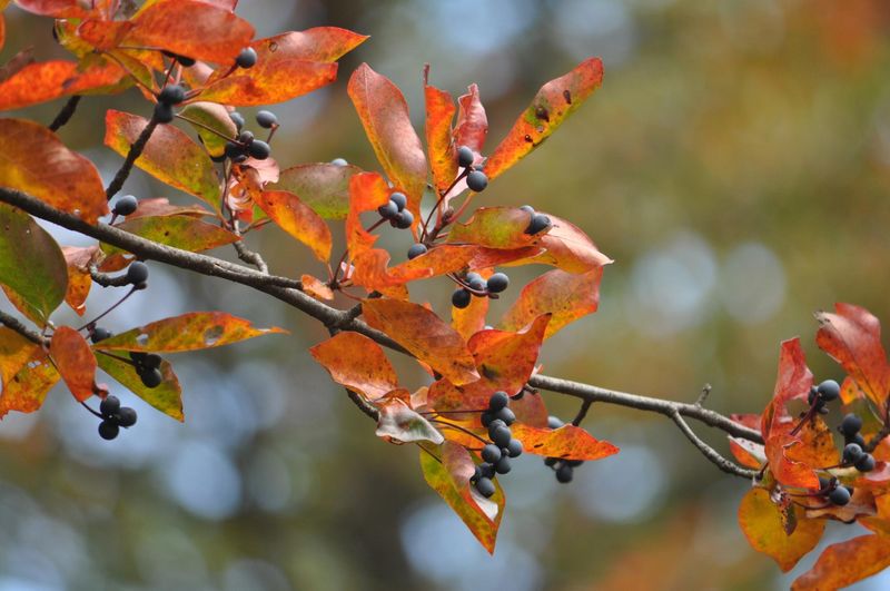 Blackgum’s Real Pollinator and Wildlife Calendar
