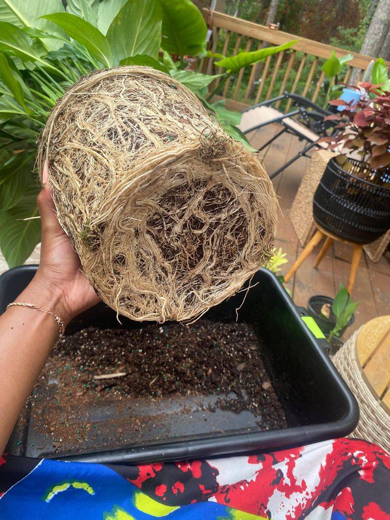 Why a shovel cannot capture an established tree's working roots
