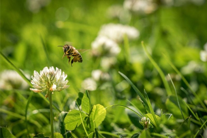 Decide whether clover belongs in your lawn