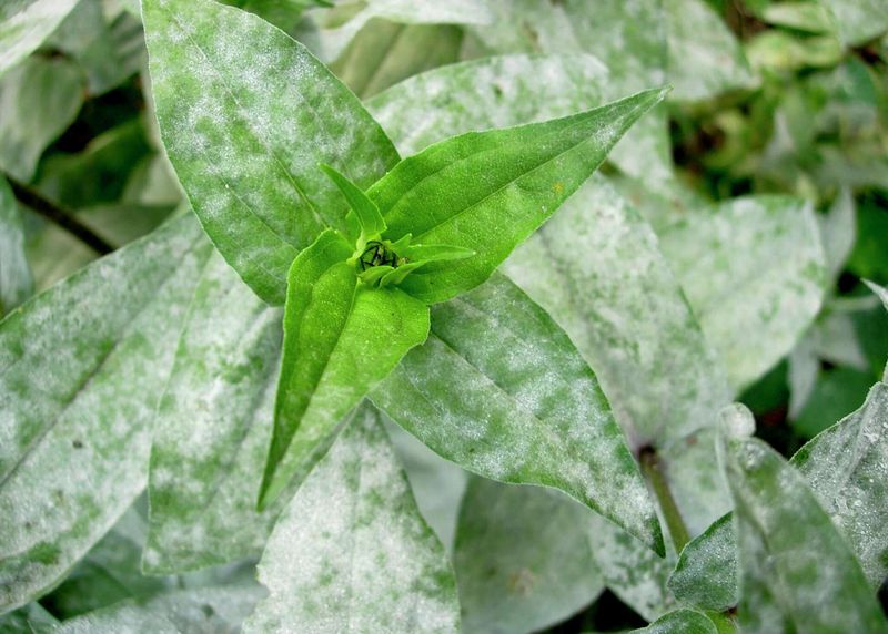 White Powdery Film Dusting The Foliage
