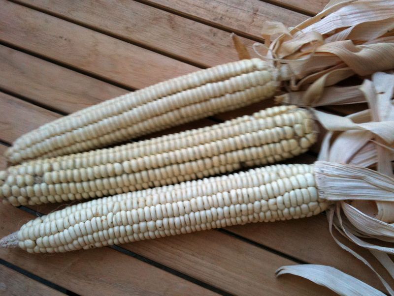Cherokee White Flour Corn