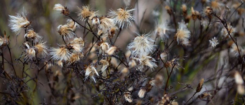 Asters