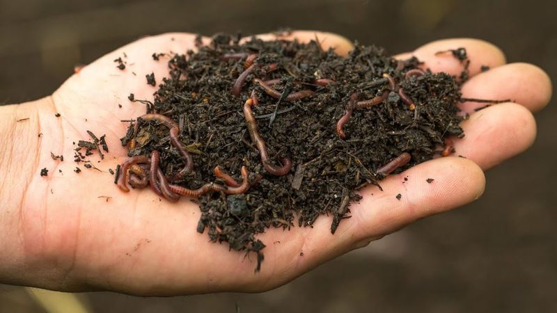Add A Handful Of Worm Castings For A Gentle Lift