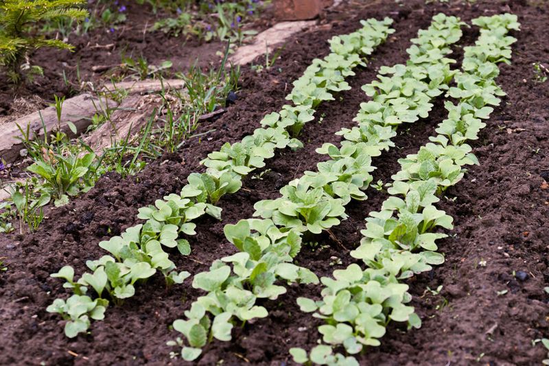 Check heat, planting timing, and moisture