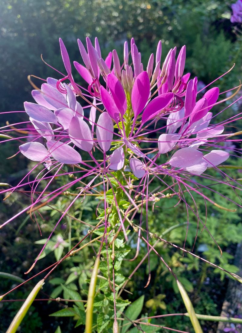 Spider Plant (Cleome)