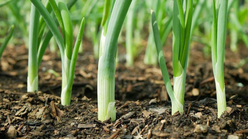 Green Onions (Scallions)