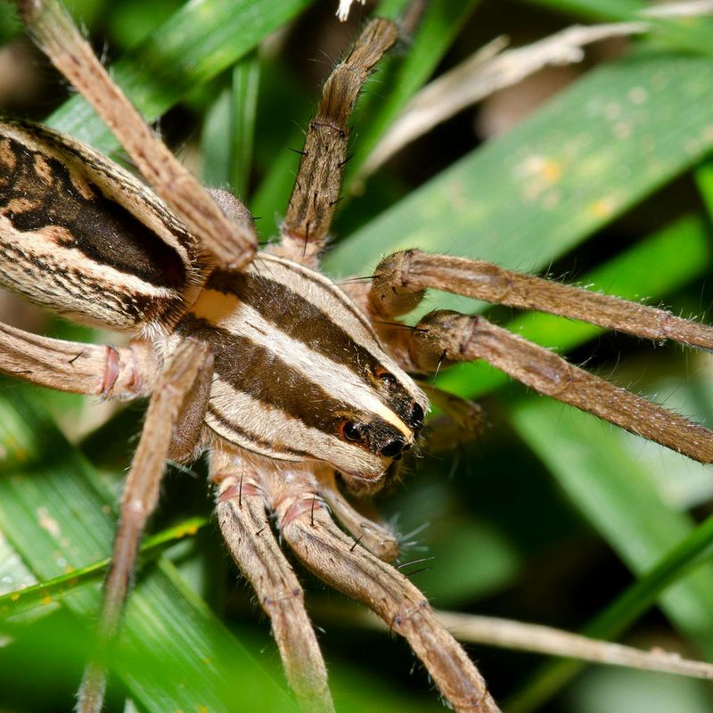 Field studies cannot count the pests your kitchen spider eats