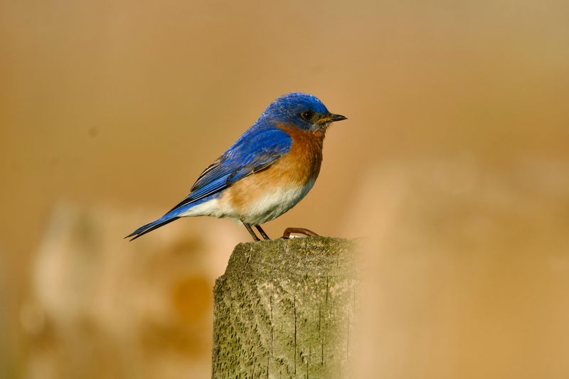 Bluebirds