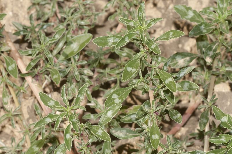 Pull small plants before they set seed