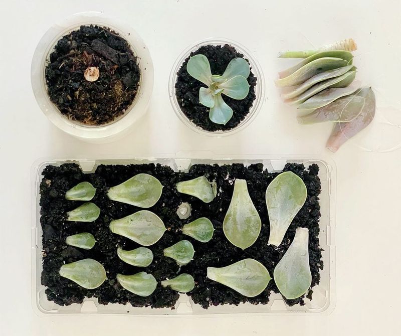 When might you see roots or shoots?