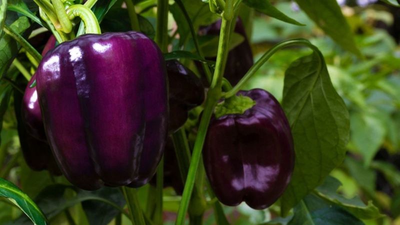 Watch for Purple-Tinged Leaves