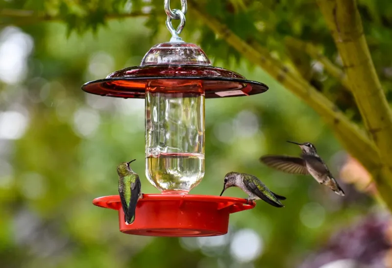 Red-Accent Nectar (Dye-Free)