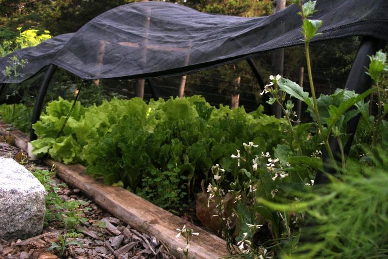 Give the seedbed temporary shade and even moisture