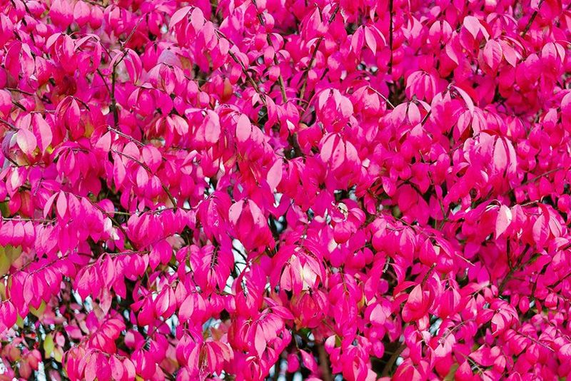 Burning Bush