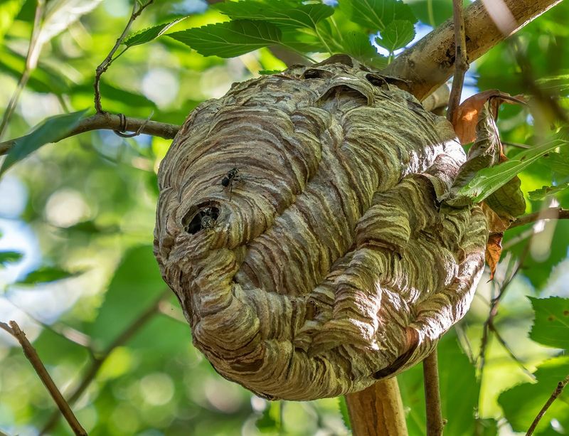 Let the nest’s location guide your decision