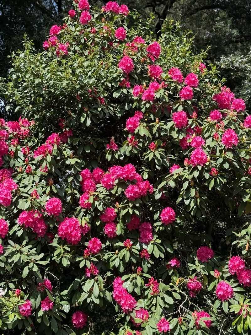 Rhododendron