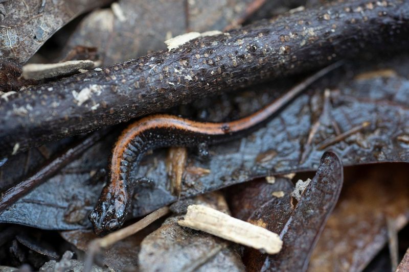 What a salamander sighting actually tells you