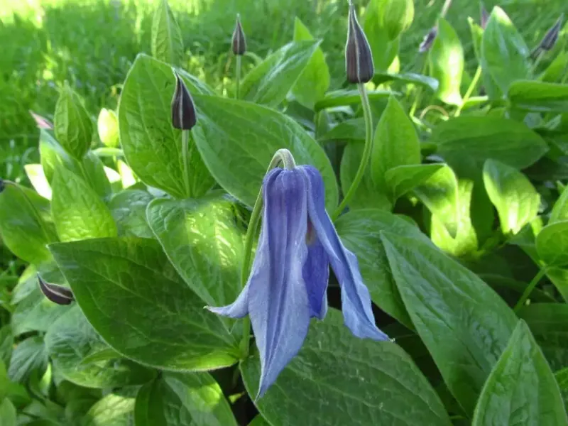 Solitary Clematis (Clematis integrifolia)
