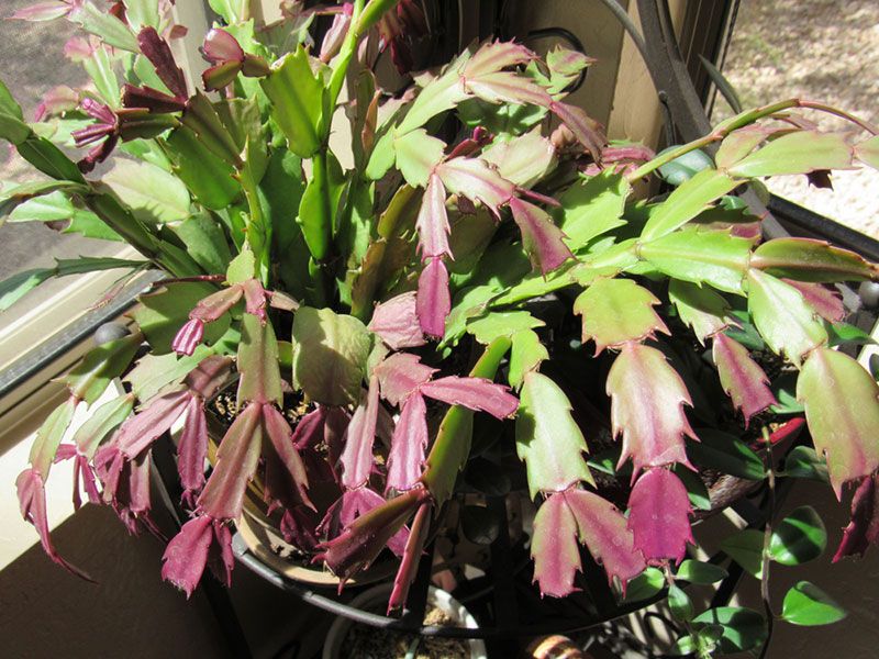 Read the whole plant before blaming one cause