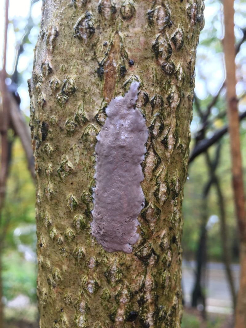 Egg masses are the primary before-the-bug clue