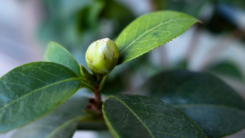 Moisture matters while camellia buds develop