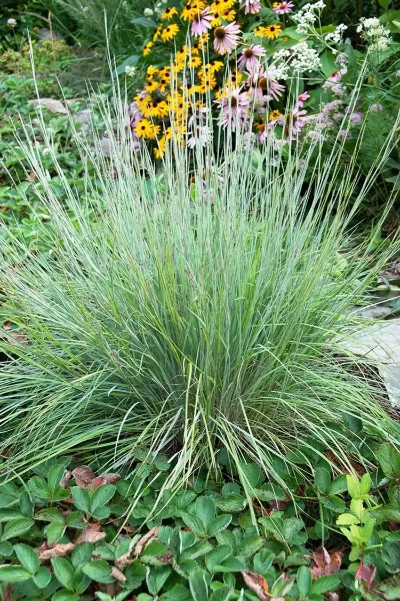 A full-sized clump needs room beside the sidewalk