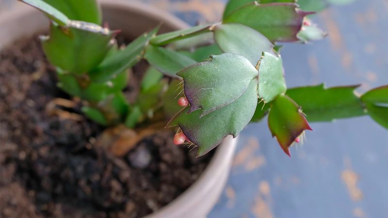 Troubleshoot a missed bloom without blaming the grower