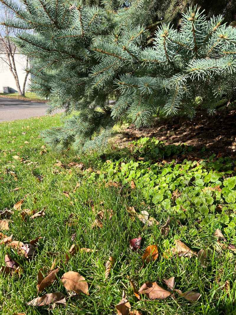 Let More Sunlight Reach the Lawn