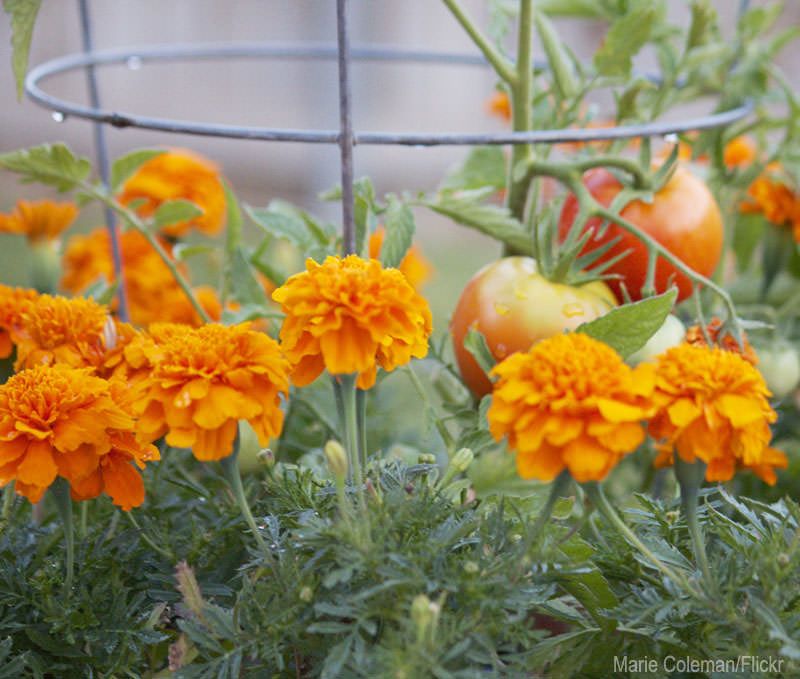 Plant Scented Herbs to Deter Pests