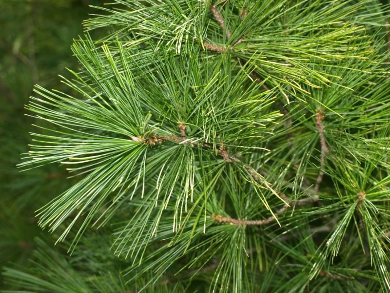 Needle age and species do not follow one universal rule
