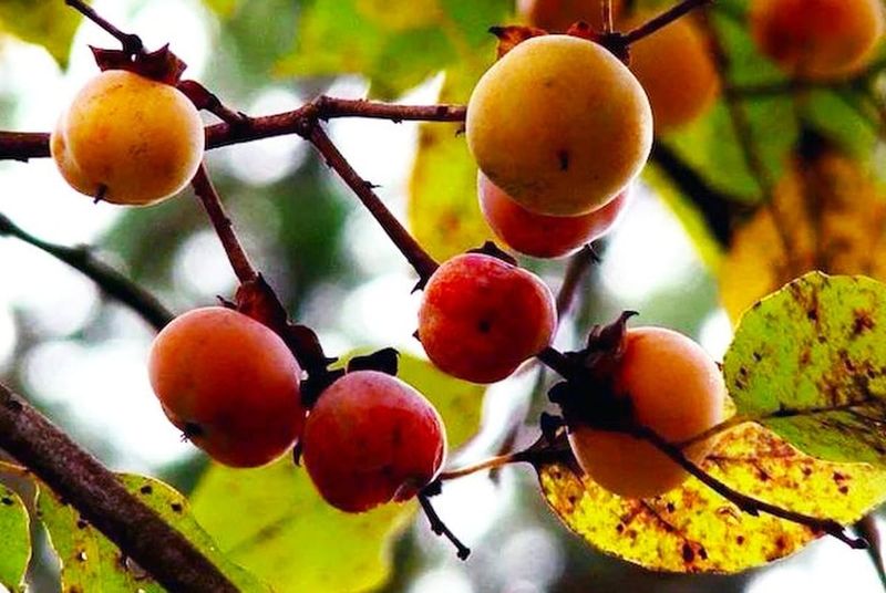 A Persimmon Belongs in a Managed Wildlife Yard